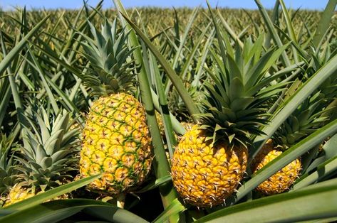 Pineapples grow well in warm climates, as they are native to South America. Cold weather, 32 degrees Fahrenheit or lower, can damage or freeze the plant. Pineapples are grown as a commercial crop in Hawaii, but grow in other areas in U.S. Department of Agriculture plant hardiness zones 9 though 11, and indoors in ... Grow Pineapple Plant, Grow Pineapple, Rooftop Farming, Pineapple Farm, Flower Fertilizer, Pineapple Plant, Growing Pineapple, Venezuelan Food, Pineapple Planting