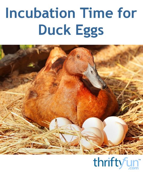 Hatching Duck Eggs, Backyard Ducks, Duck Breeds, Chicken Incubator, Raising Ducks, Urban Chickens, Wild Duck, Duck Eggs, Backyard Poultry