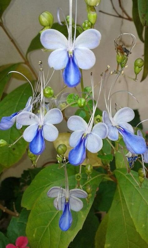 La vie est belle on Twitter: "Blue Butterfly Bush flowers https://t.co/jICykUClzZ" / Twitter Amazing Flowers Unique, Rare Flowers Unique, Bush Flowers, Cool Flowers, Strange Flowers, Plant Fungus, Butterfly Bush, Nothing But Flowers, Unusual Plants