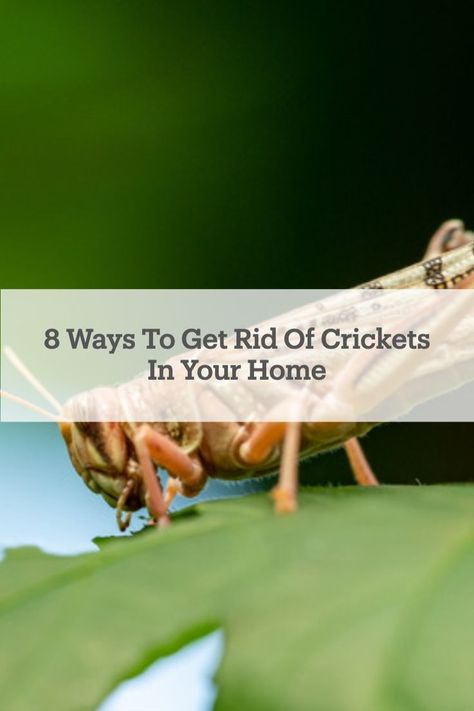 Listening to cricket sounds in your house could get very annoying. Luckily, we found eight easy ways to get rid of #crickets in your home! Getting Rid Of Crickets, Insect Repellent, How Do I Get, Gardening Tips, Repellent, Things To Come