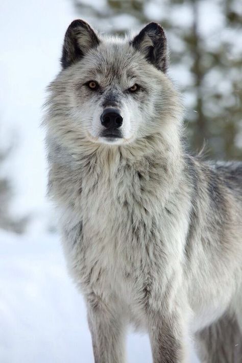 Grey Wolf Photography, Ethiopian Wolf, Strongest Animal, Wolf Photography, Wolf Photos, Gray Wolf, Wolf Love, Howl At The Moon, Wolf Pictures