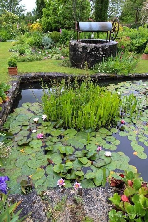 Dragonfly Pond, Diy Ponds Backyard, Small Water Gardens, Wildlife Pond, Mediterranean Garden Design, Balinese Garden, Fish Pond Gardens, Aquatic Garden, Garden Pond Design