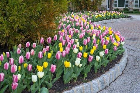 Lilies Garden, Bulbs Garden Design, Front Yard Flowers, Growing Tulips, Tulips Arrangement, Planting Tulips, Tulip Garden, Lily Garden, Garden Flower Beds