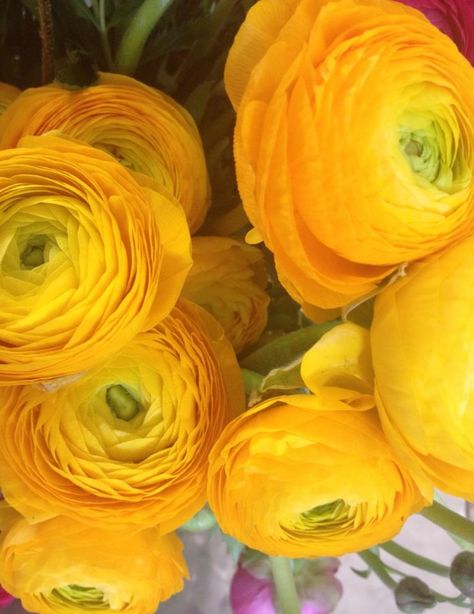 ranunculus Yellow Ranunculus, Ranunculus Flowers, Crepe Paper, Ranunculus, Mellow Yellow, Beautiful Blooms, My New Room, Plant Life, A Rainbow