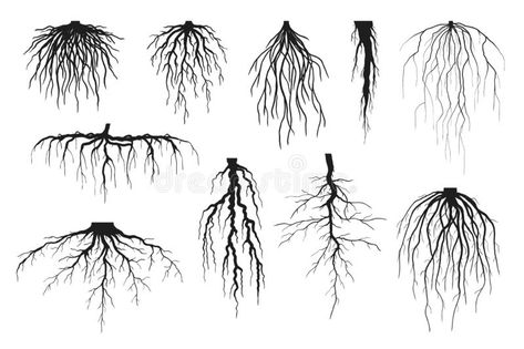 Emily Tattoo, Fibrous Root, Tree Reference, Roots Illustration, Roots Drawing, Tree Roots Tattoo, Roots Tattoo, Geometric Trees, Mushroom Tattoos