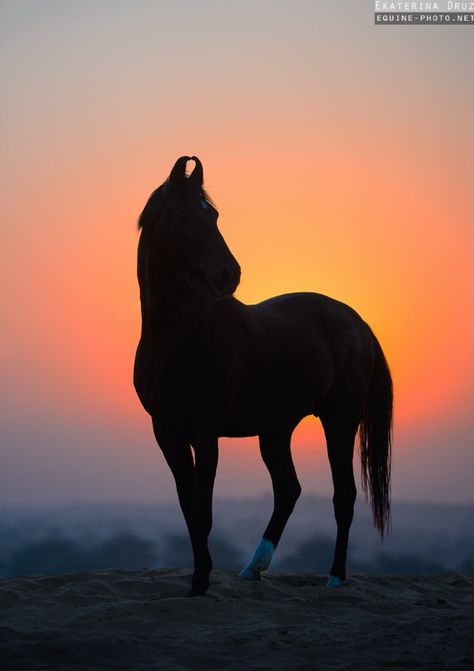 Marwari Kathiyawadi Horse, Horsey Life, Mt Bike, Marwari Horses, Indian Horses, Akhal Teke, Horse Wallpaper, Black Horses, Animal Study