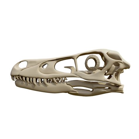 Fossil skull of Velociraptor 3D models download,and view in VisionPro, Meta Quest - Freecreat Velociraptor Skull, Carnivorous Animals, Small Mammals, Shark Hat, Stone Chimney, Vision Pro, Cretaceous Period, Sharks Funny, Dinosaur Eggs