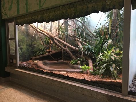 Python Enclosure, Snake Terrarium, Zoo Project, Reticulated Python, Reptile Room, Reptile Enclosure, Animal Room, Vivarium, Sugar Glider