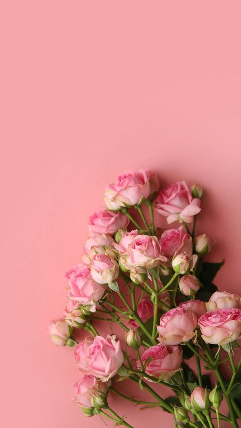 Flawores Wallpaper, Flower Hd Wallpaper Backgrounds, Pink Rose Wallpaper Iphone, Pink Roses Wallpaper Iphone, Pink Floral Wallpaper Iphone, Cute Rose Wallpaper, Pink Flowers Aesthetic Wallpaper, Rose Phone Wallpaper, A Good Day Quotes