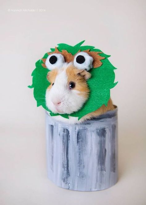 Guinea Pig Hamster costumes for Halloween, DIY pet costumes, cutest best easy pet costumes Easy Pet Costumes, Hamster Costume, Pig Halloween Costume, Diy Pet Costumes, Guinea Pig Costumes, Guinea Pig Clothes, Guinea Pig Diy, Pig Halloween, Halloween Blow Ups