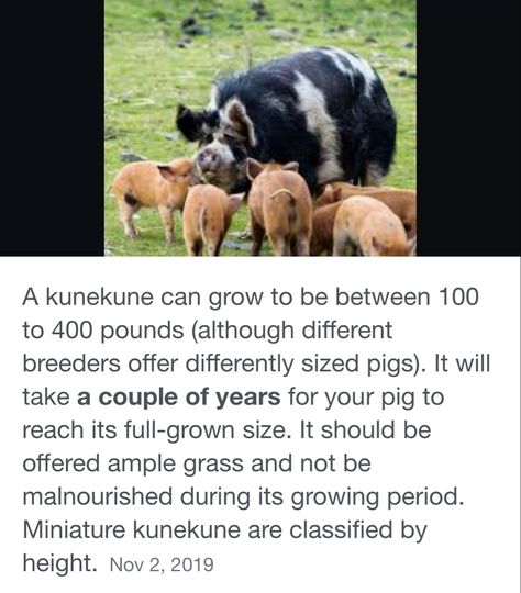 Kune Kune Pigs, Farm Life, Pigs, Goats, Sheep, Dogs