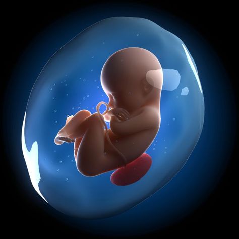 Fetus in the womb, computer artwork. Amniotic Fluid, Mang Thai, Petri Dish, Pregnancy Stages, Baby Protection, Baby Born, Play Doh, Blow Your Mind, Prenatal