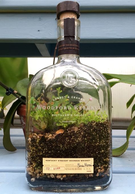 Bourbon Bottle, Bottle Terrarium, Woodford Reserve, Diy Terrarium, Bottle Garden, Terrarium Diy, Garden Terrarium, Terrarium Plants, Succulent Terrarium