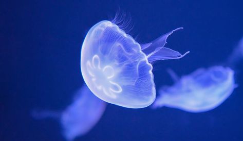 What is the World's Oldest Living Animal? - WorldAtlas.com Moon Jellyfish, First Impressions, Jellyfish, Fish Tank, Moon, Stock Photos, Fish, Illustrations, Water