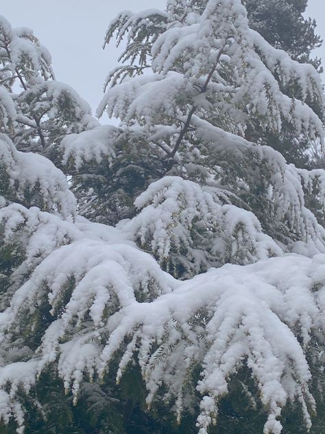 Snowy trees winter landscape heavy snow aesthetic Snow Aesthetic, Heavy Snow, Snowy Trees, Winter Landscape, Gravity Falls, Phone Screen, Trees