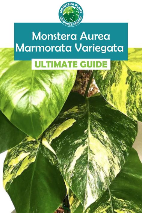 Move over, Monstera Borsigiana Albo and Thai constellation! There’s a new variegated monstera variety that’s taking the houseplant world by storm. Monstera Aurea Marmorata Variegata, although a mouthful, is a stunning lemon and lime-colored monstera is making waves with indoor plant lovers everywhere. Monstera Borsigiana, Monstera Aurea, Thai Constellation, Variegated Monstera, Fiddle Leaf Fig Tree, Plant Guide, Nordic Living, Monstera Plant, Fiddle Leaf Fig