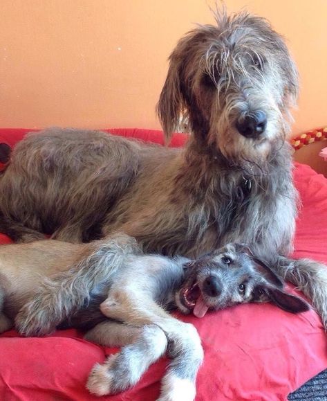 Yes, this is my silly kid❤️❤️ Wolfhound Puppies, Irish Wolfhound Puppies, Tattoo Animals, Irish Wolfhound Dogs, Wolfhound Dog, Animals Tattoo, Irish Wolfhounds, Irish Wolfhound, Dog Rules