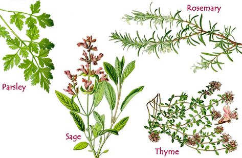 Parsley, Sage, Rosemary and Thyme - English Children's Songs ... Rosemary For Remembrance, Herb Tattoo, Herbs Uses, Herbal Tattoo, Fountain Sculpture, Parsley Sage Rosemary And Thyme, Floral Food, Rosemary Plant, Scarborough Fair