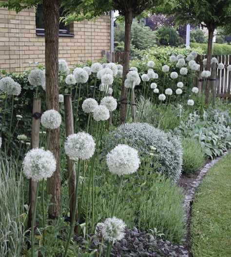 Moderne Have, English Garden Design, Backyard Ideas For Small Yards, Back Garden Design, Cottage Garden Plants, Moon Garden, Creative Gardening, Beautiful Backyards, Garden Borders