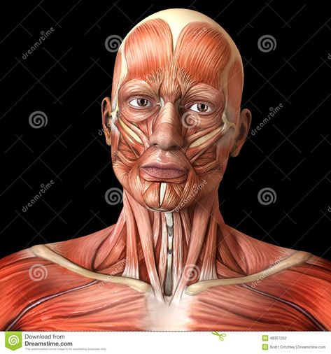 Face facial muscles - Human anatomy Face Muscles Anatomy, Drawing Human Anatomy, Body Muscle Anatomy, Human Muscle Anatomy, Muscles Of The Face, Anatomy Bones, Head Anatomy, Facial Anatomy, Face Anatomy