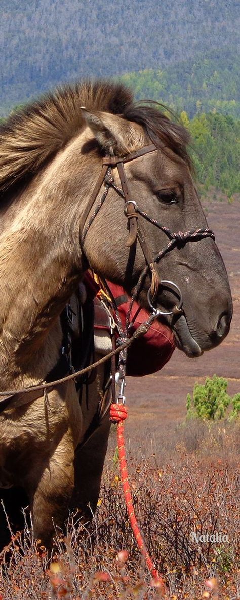 Mongolian horse Mongolian Horse, Cowboy Up, Horse Photos, Horse Breeds, Horse Head, Zebras, A Horse, Beautiful Horses, Archery