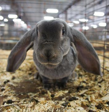 Velveteen Lop Rabbit Breeding, Velveteen Lop Rabbit, Plush Lop Rabbit, Flemish Giant Rabbit Care, Friendliest Rabbit Breeds, The Velveteen Rabbit, Lop Rabbit, Black Flemish Giant Rabbit, Rabbit Breeds