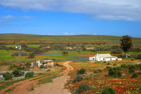 Tips for Flower Viewing in Namaqualand & the Cederberg South African Landscapes, I Am An African, Proudly South African, South Africa Travel, My Land, Old Farm, Southern Africa, Beautiful Places In The World, Africa Travel