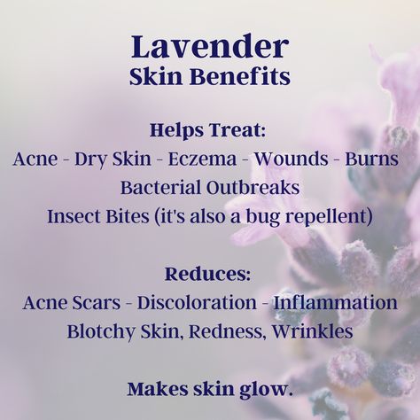 Lavender Skin Benefits, Lavender Oil Benefits Skin, Lavender Herbalism, Shea Butter Benefits Skincare, Herb Business, Lavender Oil Uses, Lavender Oil For Skin, Lavender Skincare, Herbal Knowledge