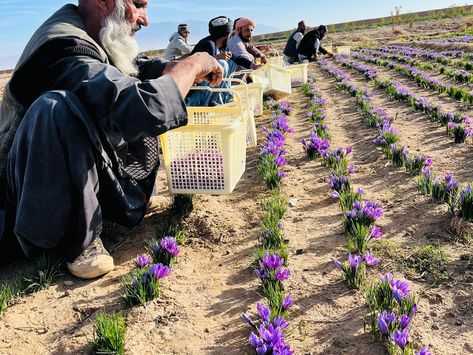 Hello everyone from the beautiful farm fields of Herat Afghanistan. We are ready for the saffron harvest season. It is happening in November 1st - November 25th of 2024. From our farmers to each of our employees, we are excited for another blessing and beauty of harvest. The crop harvesting is the results of our 12 months hard-works in cultivation, weeding, watering, and taking care of the farm. We are excited let's give it a go. #saffron #farming #harvesting Herat Afghanistan, Crocus Sativus, Saffron Recipes, Saffron Spice, Saffron Threads, Savory Rice, Farm Field, Agricultural Practices, Beautiful Farm