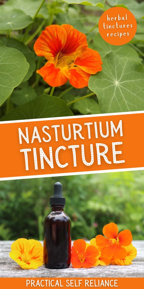 Nasturtium Infused Oil, Cilantro Tincture Recipe, Purslane Tincture Recipe, Fever Few Tincture, Diy Tinctures Recipes, What Is A Tincture, Feverfew Tincture Recipe, Peach Pit Tincture, Fig Leaf Tincture