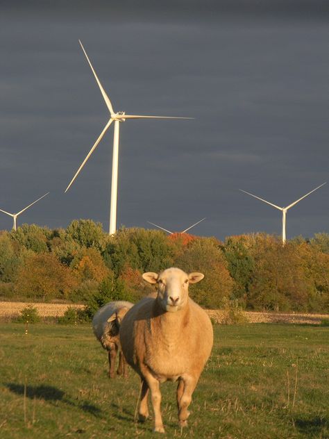 sheep ewe wind turbine Wind Energy Aesthetic, Energy Aesthetic, Wind Turbines, Wind Energy, Summer Aesthetic, Wind Turbine, Goats, Sheep, Energy