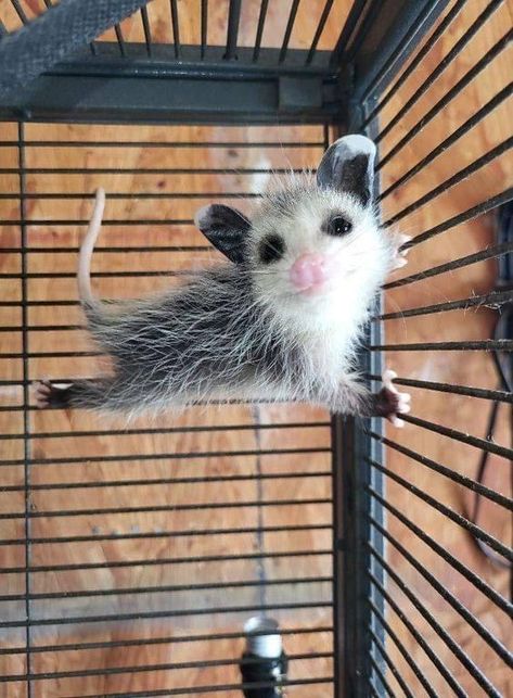 Cute Possums, Baby Opossum, Baby Possum, Awesome Possum, Cute Rats, Raccoon Funny, Daily Pictures, Pretty Animals, Favorite Animals