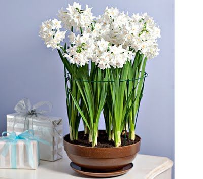 According to  Pure Style Home ~ If you're forcing paperwhites (narcissus) this winter, try adding alcohol to the water to keep the plants from becoming too leggy. Use just water until the first sign of a green shoot arrives and then use approx 1 part alcohol to 10 parts water. Or check here for more info: http://gardening.about.com/od/forcingandprechilling/qt/PaperWhites_Alc.htm Centrepiece Christmas, Paper Whites, Narcissus Bulbs, Holiday Flowers, Flower Inspiration, Holiday Flower, Container Gardens, Simple Holidays, Planting Bulbs