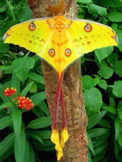 lBBC Boracay says:" Vist us at our Tree house place in Fern Vally near Boracay and we show you this unbelievable beautiful butterfly..."( long tailed yellow moon moth ) Photo Papillon, Art Papillon, Painting References, Moon Moth, Butterfly Photos, Beautiful Bugs, Creepy Crawlies, Bugs And Insects, Alam Yang Indah