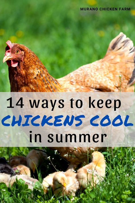 Keeping Chickens Cool, How To Keep Chickens, Chicken Coop Plans Free, Chicken Flock, Summer Chicken, Chicken Raising, Backyard Chicken Coop Plans, Backyard Chicken Coop, Diy Chicken Coop Plans