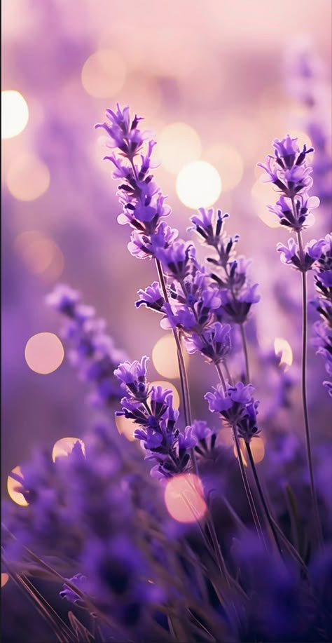 Lavander Aesthetics Wallpapers, Lavanda Aesthetic, Light Purple Flowers, Purple Flowers Wallpaper, Iphone Wallpaper Fall, Lovely Flowers Wallpaper, Flower Iphone Wallpaper, Soyut Sanat Tabloları, Cute Flower Wallpapers