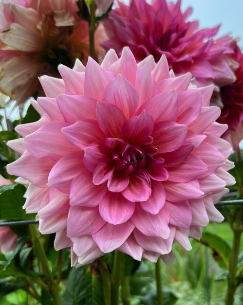 This photograph of a dahlia was taken at Heritage Garden Museum in Sandwich, Massachusetts~ Cape Cod in August of 2023. Cod Sandwich, Sandwich Massachusetts, Massachusetts Cape Cod, Heritage Garden, Dahlia Flower Garden, Pink Dahlia Flower, Dahlia Pink, Garden Museum, Pink Dahlia