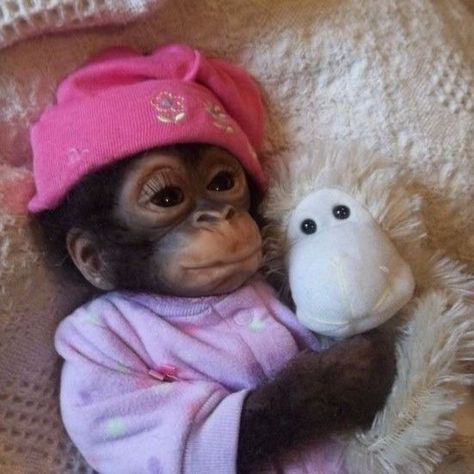 Cute Monkey Pictures, Marmoset Monkey, Monkey Pictures, Monkey 3, Pet Monkey, Monkeys Funny, Cute Monkey, 웃긴 사진