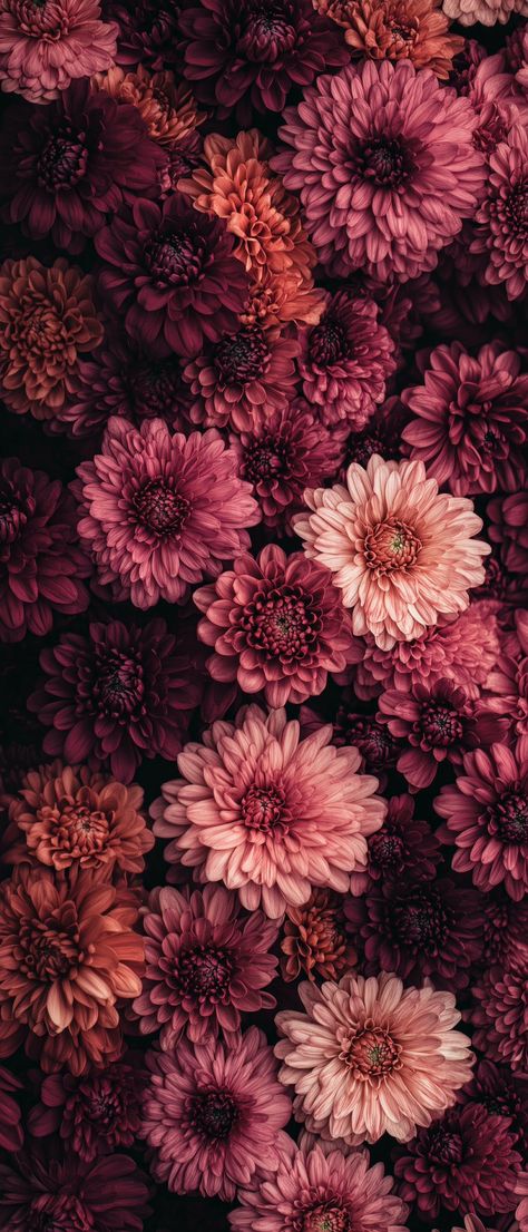 Hd Floral Wallpaper, Floral Wallpaper Aesthetic, Aesthetic Floral Wallpaper, Chrysanthemum Wallpaper, Wallpapers Flowers, Floral Wallpapers, Wallpaper For Phone, Iphone Wallpaper Stills, Vintage Flowers Wallpaper