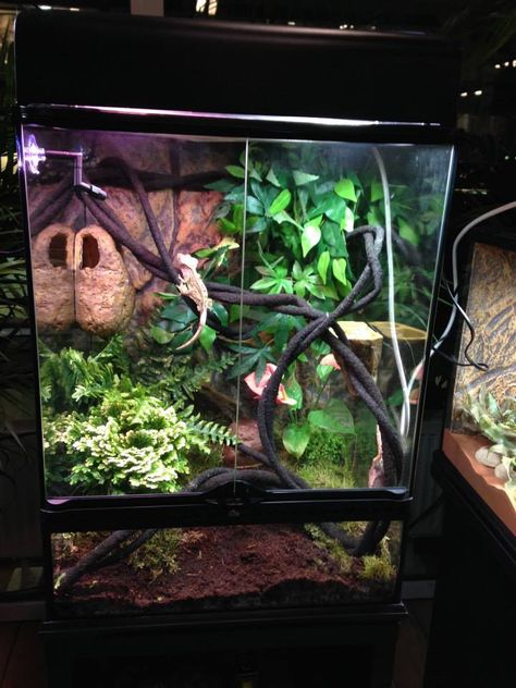 exo terra gecko tank. crested gecko Chinese Water Dragon Enclosure, Water Dragon Enclosure, Crested Gecko Vivarium, Crested Gecko Habitat, Gecko Cage, Crested Gecko Care, Gecko Vivarium, Dragon Terrarium, Lizard Terrarium