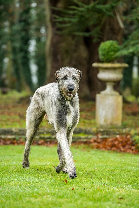 irish wolfhound Irishwolf Hound, Wolfhound Puppies, Irish Wolfhound Puppies, Trudie Styler, Tattoo Animals, Irish Wolfhound Dogs, Wolfhound Dog, Giant Dog Breeds, Hound Breeds