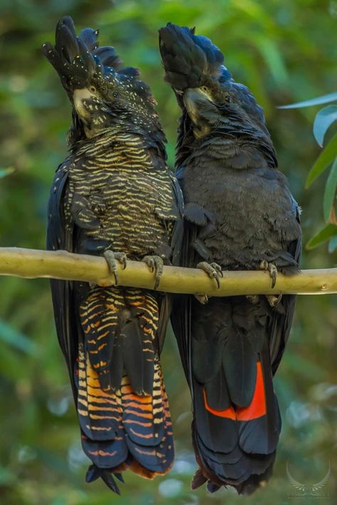 Red tailed Black Cockatoos Red Tail Black Cockatoo, Red Tailed Black Cockatoo, Big Cats Photography, Black Cockatoo, Creature Inspiration, Red Tiles, Cats Photography, Australian Birds, Leg Tattoo