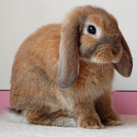 This was what I was hoping to find when I started looking for bunnies for Pinterest. A floppy eared bunny. This is the last bunny that I'm gonna pin, unless I stumble across one that I just can't resist! Lop Eared Bunny, Rabbit Names, Rabbit Breeds, Mini Lop, Pet Rabbit, Exotic Pets, Cute Bunny, Bunny Rabbit, Guinea Pigs