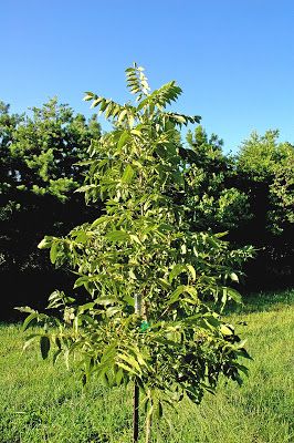 Pecan Trees Landscape, Growing Pecan Trees, Pecan Tree Care, Pecan Farming, Fruit Guild, 6a Gardening, Pecan Orchard, Pecan Trees, Small Farming