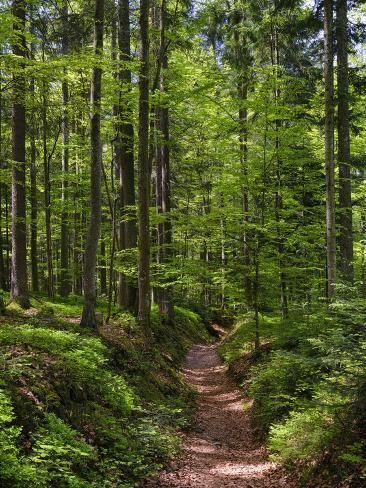 size: 12x9in Photographic Print: Hiking trail in primeval forest in the Bavarian Forest NP near Sankt Oswald. Germany, Bavaria. by Martin Zwick : Relaxing Photos, Bavarian Forest, Falkland Islands, Forest Trail, Forest Path, Hiking Trail, Green Landscape, Walk In The Woods, Anne Of Green Gables