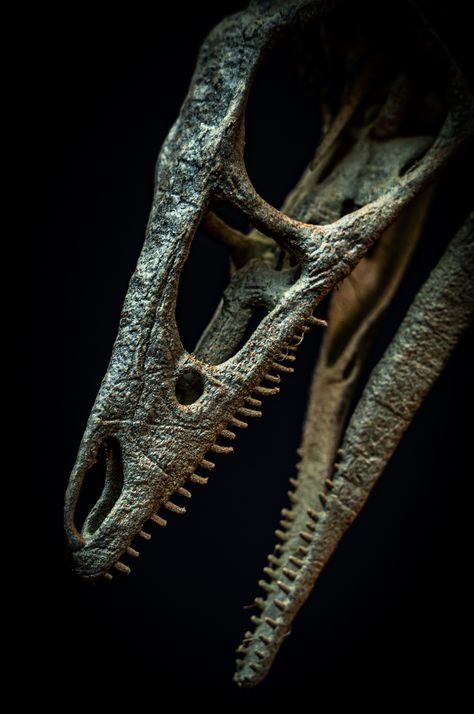 3d Printed Skeleton, Life Size Skeleton, Jurassic Period, Skeleton Model, Dinosaur Skeleton, Incredible Creatures, Sharp Teeth, Life Size, 3d Print