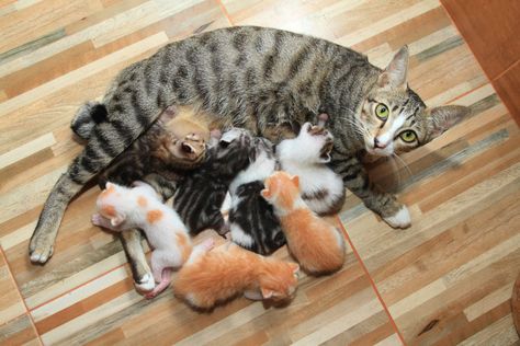 “First Time Mama Cat” Wants Human’s Help Watching Babies in Cute Video Kitty Images, Healthy Cat, New Cat, Baby Cat, Mama Cat, Cat Boarding, Ginger Cats, Animal Hospital, Cute Kittens