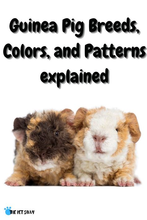 Guinea Pig Breeds, Guinea Pig Breeding, Pig Breeds, Pig Care, Guinea Pig Care, Cute Guinea Pigs, Crazy Quotes, My Pet, Guinea Pig