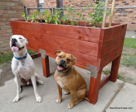 Build a doggie-proof vegetable planter box Dog Proof Veggie Garden, Dog Proof Raised Garden Beds, Dog Proof Garden Beds, Protect Garden From Dogs, Dog Proof Garden, Box Vegetable Garden, How To Keep Dogs Out Of Flower Beds, Keeping Dogs Out Of Flower Beds, Veggie Farm