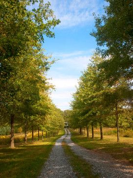 Garden Corner Ideas, Tree Lined Driveway, Corner Ideas, Garden Corner, Gravel Driveway, Future Garden, Driveway Design, Driveway Landscaping, Long Driveways